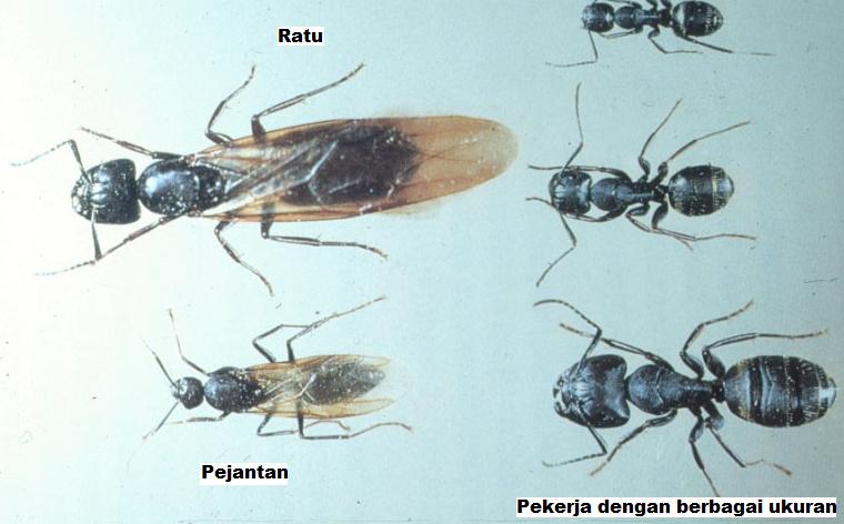 kasta koloni semut tukang kayu